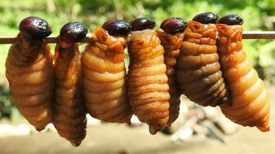 Côn trùng nhìn "khiếp vía" 600.000 đồng/kg vẫn đắt hàng