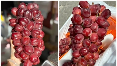 Nho trái tim đắt gấp 10 lần nho “quý tộc” gây sốt chợ Việt