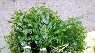 Tận thấy loại rau rừng 150.000 đồng/kg vẫn "cháy hàng"