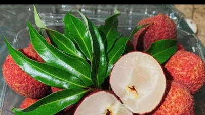 Loại vải đặc biệt 600.000 đồng/kg "cháy hàng" ngon cỡ nào?