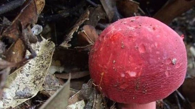 "Lộc trời" chỉ xuất hiện ban đêm giá triệu đồng/kg vẫn "cháy hàng" 