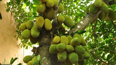 4 cây ăn quả cứ trồng là "hốt lộc" vào nhà