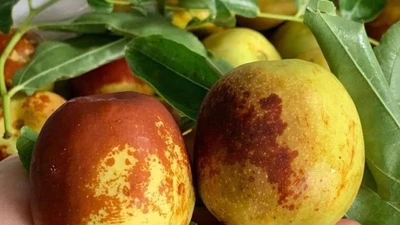 Hồng táo tươi đầu mùa 350.000 đồng/kg vẫn đắt khách