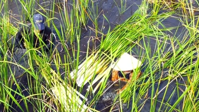 Cỏ dại xưa "cứu đói" bất ngờ thành đặc sản "hốt bạc"