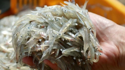 Loại cá "nhà nghèo" hóa đặc sản 300.000/kg ai cũng mê 