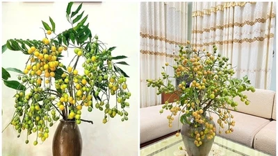 Quất hồng bì trĩu quả "gây sốt", chị em thi nhau đặt mua 