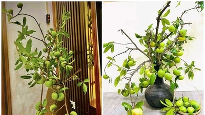 Vừa đến mùa, cành quả thị đã "gây sốt" chợ mạng 