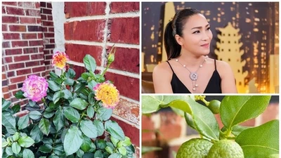 Khám phá biệt thự ngập hoa trái của Hồng Ngọc tại Mỹ