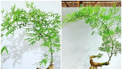 Cây mọc bờ bụi lên đời thành bonsai vài chục triệu hút khách 