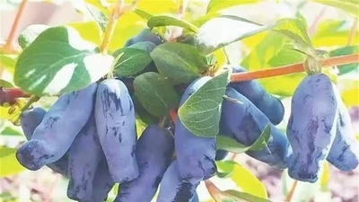 Loại quả như “ngón tay quỷ" hơn nửa triệu/kg đặc biệt cỡ nào?