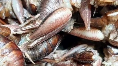 "Tôm bò trên cây" nửa triệu đồng/kg cũng khó mua 