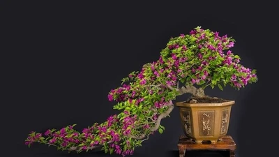 Cây dại làm hàng rào thành bonsai giá tiền tỷ 