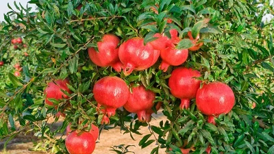 5 cây ăn quả trồng trong nhà "hút tiền vào như nước"