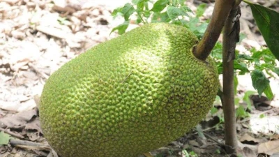 Giá mít Thái rớt sâu, chỉ còn 4.000 đồng/kg 