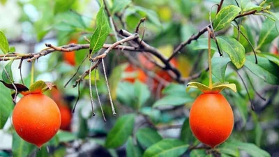 5 loại cây cảnh càng trồng càng "giàu ú ụ" 
