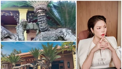 Cây thiên tuế độc nhất Việt Nam trong biệt phủ trăm tỷ của Lý Nhã Kỳ 