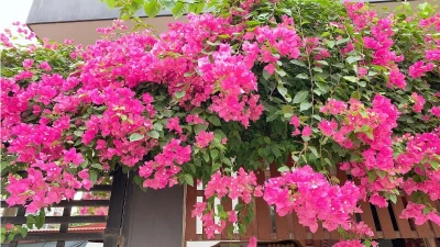 4 vị trí trồng hoa giấy trong nhà giúp lộc vào "như nước lũ"