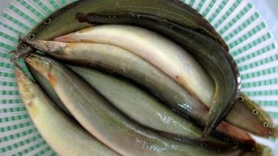 Lộc trời "ẩn trong bùn đất" xưa nhà nghèo ăn, nay 350.000 đồng/kg