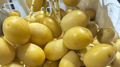 Nguồn gốc chà là tươi vài chục nghìn đồng/kg bán đầy chợ mạng