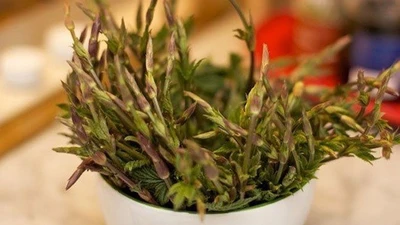 "Sửng sốt" loại rau từng bị vứt bỏ, nay 39 triệu đồng/kg