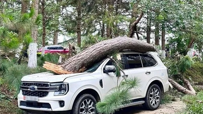 Cách bảo vệ ôtô khỏi cây đổ, ngập nước trước bão số 3 Wipha