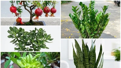 Những loại cây trồng trong nhà như "nam châm hút lộc" 
