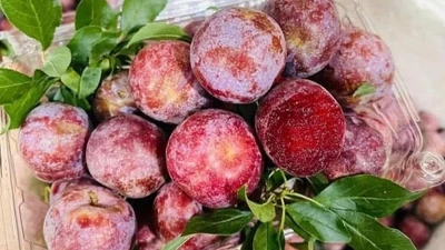 Sự thật tin đồn mận hậu rớt giá chỉ 2.000-3.000 đồng/kg