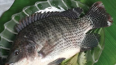 Loại cá "nhà nghèo" chẳng ai mua bán nay 200.000 đồng/kg