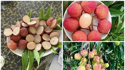 3 loại vải đắt nhất Việt Nam, có tiền chưa chắc mua được