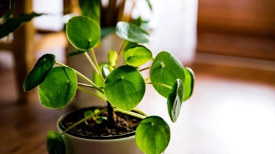5 loại cây như "nam châm" hút tiền nên trồng trong nhà