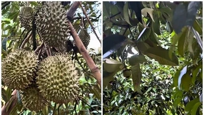 Bên trong vườn trái cây rộng thênh thang của Hoài Linh