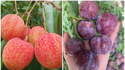 Vải u trứng, mận Pu Nhi đắt khách dịp Tết Đoan Ngọ