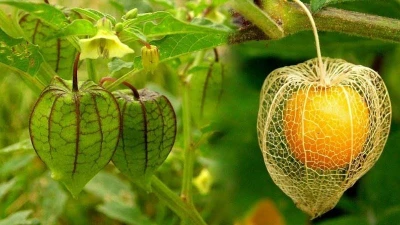 Bất ngờ quả dại ở Việt Nam sang Nhật gần 3 triệu đồng/kg 