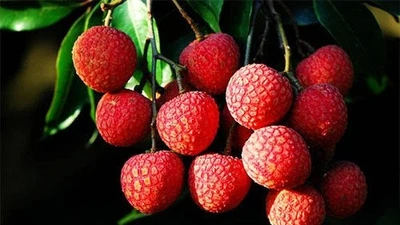 Vải Trung Quốc 700.000 đồng/kg trồng cầu kỳ thế nào?