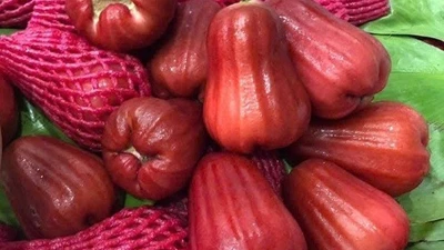 Mận An Phước khan hàng, giá bán lẻ lên tới 55.000 đồng/kg