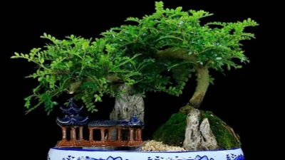 3 loại cây hút lộc nhà giàu chuộng trồng trong nhà 