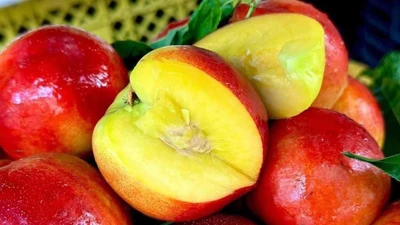 Hé lộ nguồn gốc đào trơn giá rẻ đang bán tràn lan thị trường