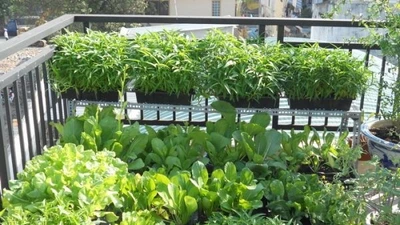Những loại rau trồng ban công trong tháng 9 "lớn nhanh như thổi"