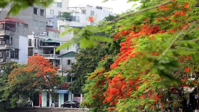Phượng vĩ đỏ rực phố phường Hà Nội tháng 5 