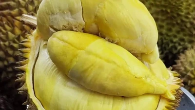 Sầu riêng vào vụ chỗ vài chục, nơi cả trăm nghìn đồng/kg