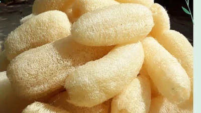 Thứ "rẻ như cho" ở Việt Nam, gần 1 triệu/kg tại nước ngoài