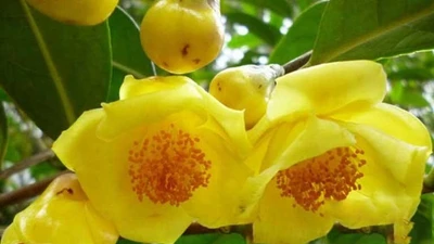 Bật mí thần dược "quý như vàng" 20 triệu đồng/kg tại Việt Nam