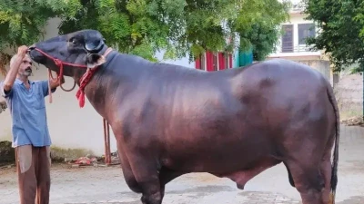 Sửng sốt con trâu được trả 30 tỷ, chủ "kiêu" không bán 