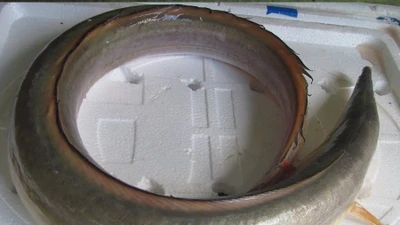 "Sững sờ" loài cá dài 2 mét gần 10 triệu một kg