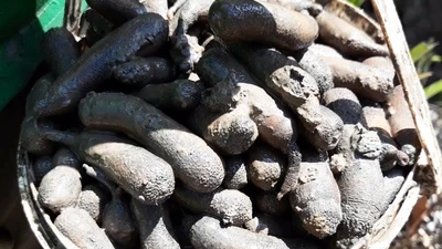 Đặc sản "nhìn khiếp vía" hơn nửa triệu đồng/kg hút khách 