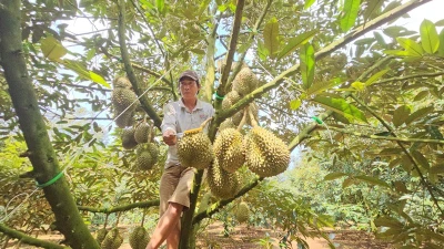 Lạ đời nghề "hái ra tiền" bằng đôi tai thính 