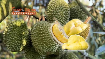 INFOGRAPHICS: Xuất khẩu sầu riêng giảm 5 tháng liên tiếp