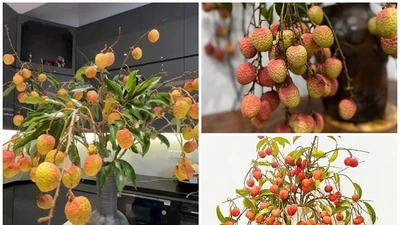 Cành vải cắm bình độc lạ thành mặt hàng hút khách 