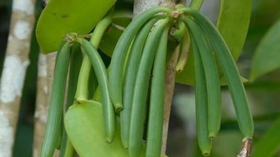 Loại cây được ví như "vàng đen", cho quả 20 triệu/kg