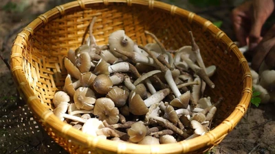 Loại nấm mọc nửa đêm gần triệu đồng/kg vẫn hút khách 